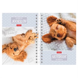 Блокнот МАЛЫЙ ФОРМАТ А6, 80 л., гребень, твердый картон, клетка 2 цв., HATBER, "Носики-курносики", 082842, 80ЗКтд6В1гр_301 - фото 14922826