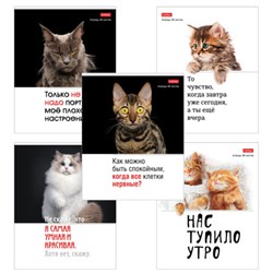 Тетрадь А5 48 л., HATBER скоба, клетка, обложка картон, "Котоюмор" (микс в спайке), 079790, 48Т5В1 - фото 14922913