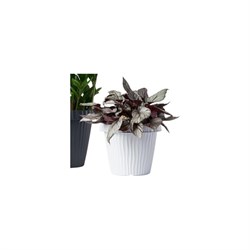 Кашпо Bama Spa ONDA - фото 16942398