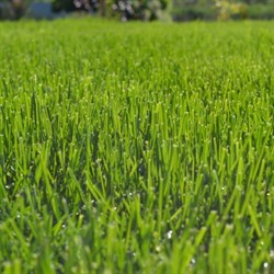Семена газона Зеленый уголок Газон ЭКСПРЕСС - фото 17236337