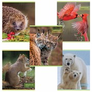 Тетрадь А5, 48 л., HATBER-ECO скоба, офсет №2 ЭКОНОМ, клетка, обложка мелованная бумага, "Дикий мир", 075790, 48Т5D1