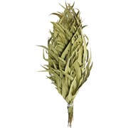 Веник эвкалиптовый ГлавБаня Оригинальный